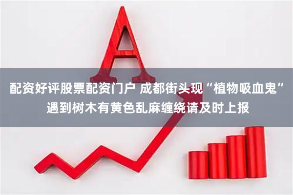 配资好评股票配资门户 成都街头现“植物吸血鬼” 遇到树木有黄色乱麻缠绕请及时上报